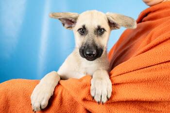 Retriever Dogs Available for Adoption in Minneapolis, Minnesota - Denver | PetCurious