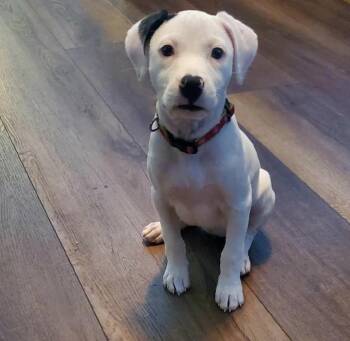 Lucy -  Mixed Breed Dog for Adoption in Maineville, Ohio - Lucy | PetCurious