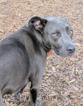 Rescue Weimaraner and American Staffordshire Terrier Dogs for Adoption in Brookeville, Maryland - Ben | PetCurious