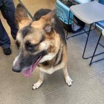 YORK-Stray-16573 -  German Shepherd Dog Dog for Adoption in York, Pennsylvania - YORK-Stray-16573 | PetCurious