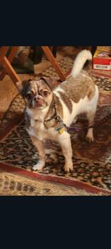 Jeffrey -  Shih Tzu and Terrier Dog for Adoption in Lewis Center, Ohio - Jeffrey | PetCurious
