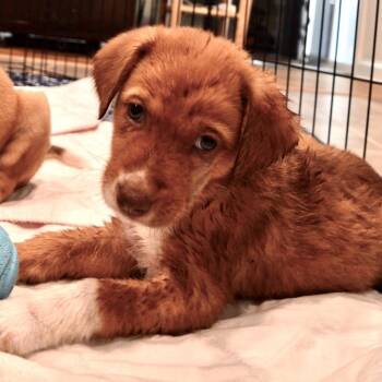 Sabrina -  Collie and Labrador Retriever Dog for Adoption in Calabash, North Carolina - Sabrina | PetCurious