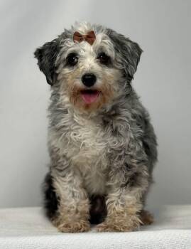Marlow -  Aussiedoodle Dog for Adoption in New Stanton, Pennsylvania - Marlow | PetCurious