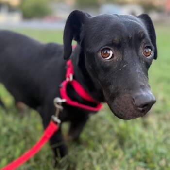 Rescue Mixed Breed Dogs for Adoption in Fredericksburg, Virginia - Jellybean | PetCurious