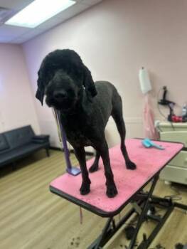 Sheepadoodle and Golden Retriever Dogs Available for Adoption in Pacific, Missouri - ROCKY | PetCurious