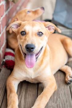 Crackers -  Labrador Retriever Dog for Adoption in Germantown, Ohio - Crackers | PetCurious