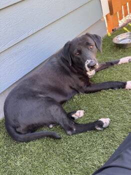 Madeline -  Labrador Retriever Dog for Adoption in Denver, Colorado - Madeline | PetCurious