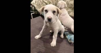 Labrador Retriever and Great Pyrenees Dogs Available for Adoption - Greek Gods And Goddesses: Artemis | PetCurious