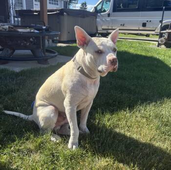 Bowie -  American Staffordshire Terrier Dog for Adoption in Rochester, New York - Bowie | PetCurious