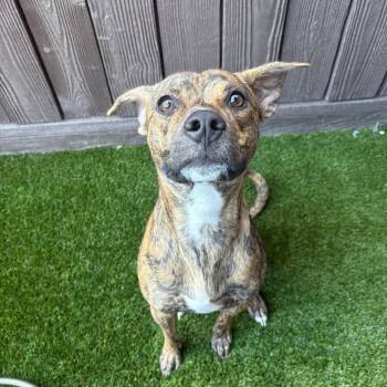 Rescue Mixed Breed Dogs for Adoption in Loxahatchee Groves, Florida - Lola Lou 9800 | PetCurious