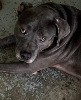 Merle -  Mixed Breed Dog for Adoption in Labelle, Florida - Merle | PetCurious