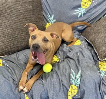 ZELLE -  Pit Bull Terrier and Mixed Breed Dog for Adoption in Kalamazoo, Michigan - ZELLE | PetCurious