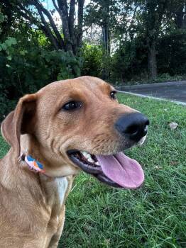 Rescue Labrador Retriever Dogs for Adoption in Chesapeake, Virginia - Sandy (Pretty Retriever Mix) | PetCurious