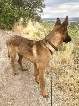 Rex-a-saurus -  Belgian Shepherd Malinois and Shepherd Dog for Adoption in Salt Lake City, Utah - Rex-a-saurus | PetCurious