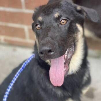 Rose -  German Shepherd Dog Dog for Adoption in Raleigh, North Carolina - Rose | PetCurious