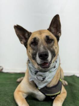 Elvis-One of our Amazing Rescue Dogs -  German Shepherd Dog and Mixed Breed Dog for Adoption in Carlsbad, California - Elvis-One Of Our Amazing Rescue Dogs | PetCurious
