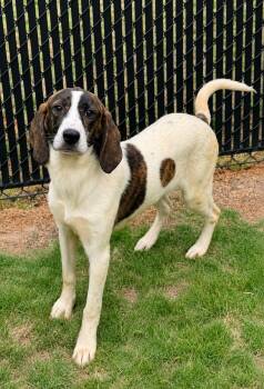Mixed Breed Dogs Available for Adoption in Shelburne, Vermont - Loretta | PetCurious