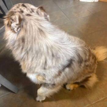 Australian Shepherd Dogs Available for Adoption in Gulfport, Mississippi - Louie | PetCurious