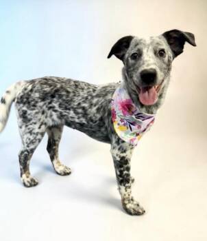 Pointer and Australian Cattle Dog Blue Heeler Dogs Available for Adoption in Alvin, Texas - Speckle | PetCurious