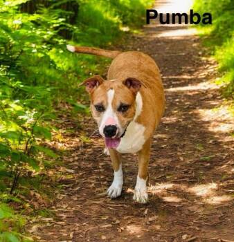 Rescue Black Mouth Cur and American Bully Dogs for Adoption in Eloise, Florida - Pumba | PetCurious