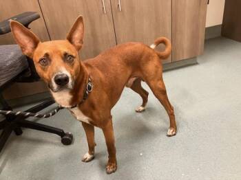 RUDY -  Australian Kelpie and Mixed Breed Dog for Adoption in Baytown, Texas - RUDY | PetCurious