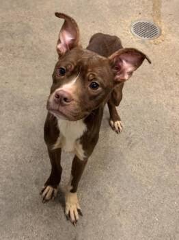 Jason -  Pit Bull Terrier Dog for Adoption in Cleveland, Ohio - Jason | PetCurious