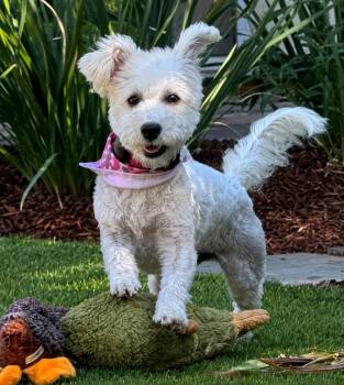 Sadie -  Maltese and Poodle Dog for Adoption in Palo Alto, California - Sadie | PetCurious