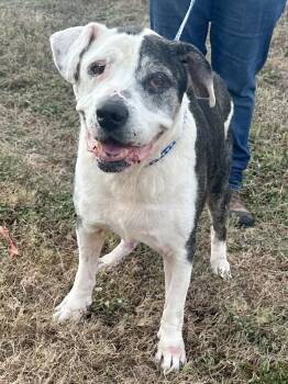 Rescue American Bulldog Dogs for Adoption in Edna, Texas - Captain | PetCurious