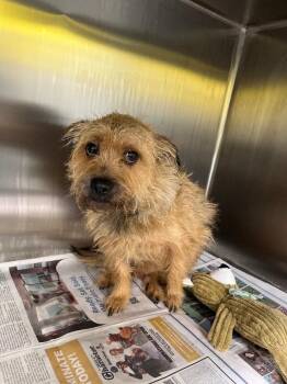 Terrier and Mixed Breed Dogs Available for Adoption - Russell | PetCurious