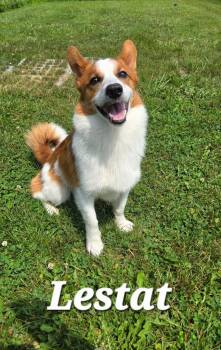 Lestat Yrly 292 -  Corgi Dog for Adoption in Sidney, Ohio - Lestat Yrly 292 | PetCurious