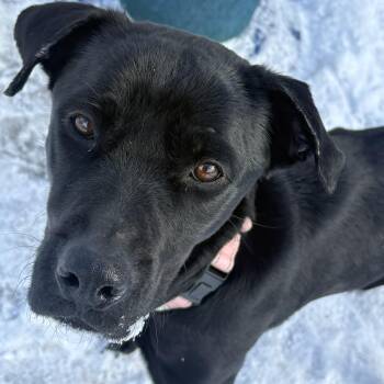 Labrador Retriever Dogs Available for Adoption - Cecelia | PetCurious