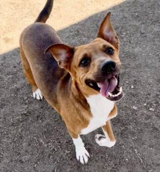 Elvira -  Corgi Dog for Adoption in Thousand Oaks, California - Elvira | PetCurious