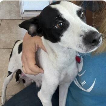 Hannah -  Rat Terrier and Chihuahua Dog for Adoption in Larkfield-wikiup, California - Hannah | PetCurious