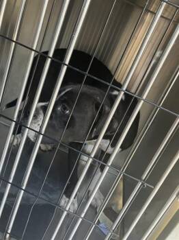 Rescue Mixed Breed Dogs for Adoption in Dallas, Texas - ROYALITE | PetCurious