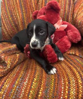 Labrador Retriever Dogs Available for Adoption - Leif | PetCurious