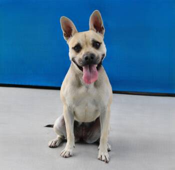 BABY -  French Bulldog Dog for Adoption in Pasadena, California - BABY | PetCurious