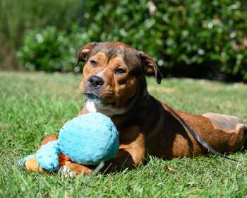 Rescue Shepherd Dogs for Adoption in Montclair, New Jersey - Miles2Go | PetCurious