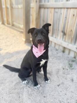 Rumi -  Mixed Breed Dog for Adoption in Muskegon, Michigan - Rumi | PetCurious