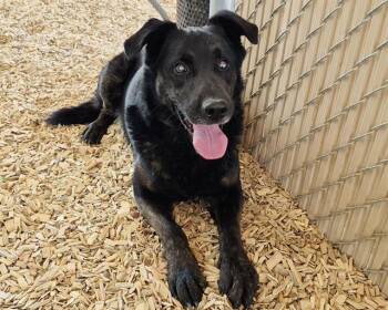 VADER -  Labrador Retriever and Mixed Breed Dog for Adoption in Albuquerque, New Mexico - VADER | PetCurious