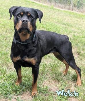Welch -  Rottweiler and Mixed Breed Dog for Adoption in Mason, Michigan - Welch | PetCurious