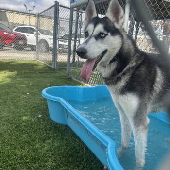 Rescue Siberian Husky Dogs for Adoption in Los Angeles, California - Luna | PetCurious