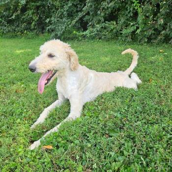 LOULA -  Goldendoodle and Great Pyrenees Dog for Adoption in Louisville, Kentucky - LOULA | PetCurious