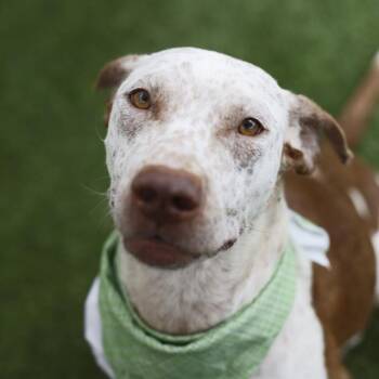 STARLA -  Pointer Dog for Adoption in San Antonio, Texas - STARLA | PetCurious
