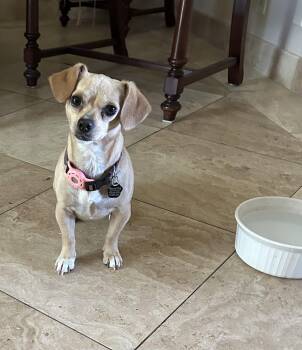 Sammy -  Chihuahua and Dachshund Dog for Adoption in Orange, California - Sammy | PetCurious