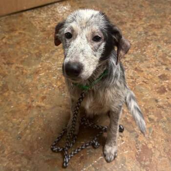 Sam -  Australian Shepherd Dog for Adoption in Mount Pleasant, Texas - Sam | PetCurious