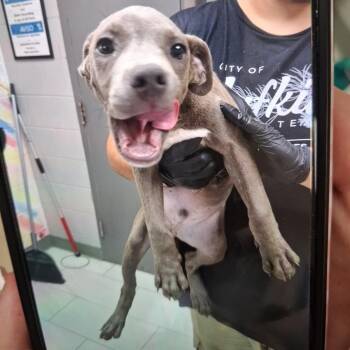 Turbo - Local October 9-11 -  Labrador Retriever Dog for Adoption in Brookshire, Texas - Turbo - Local October 9-11 | PetCurious