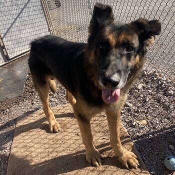 Rescue German Shepherd Dog Dogs for Adoption in New Ringgold, Pennsylvania - Kuma | PetCurious