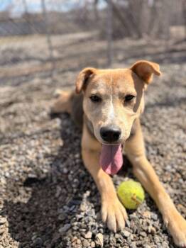 Shepherd Dogs Available for Adoption in Elmsford, New York - Bayne | PetCurious