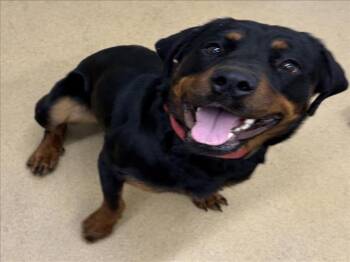 Rottweiler Dogs Available for Adoption - HENNY | PetCurious