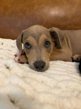 Canelo Bear Cuddle Bug -  Pit Bull Terrier and Blue Lacy Dog for Adoption in Friendswood, Texas - Canelo Bear Cuddle Bug | PetCurious